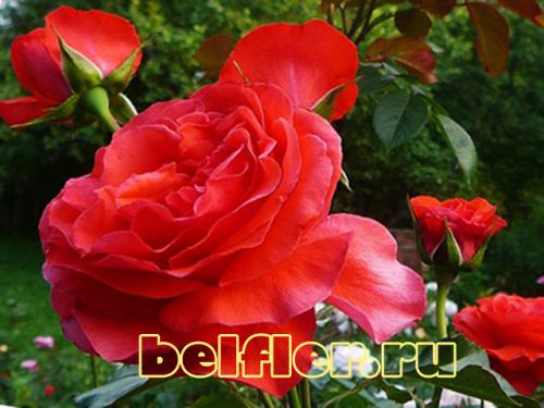 salita