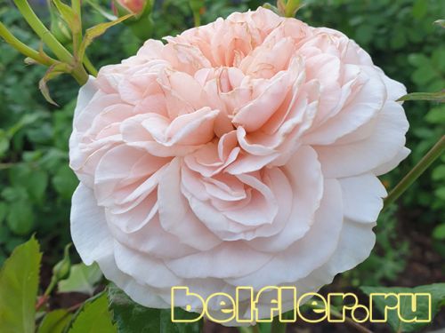  Rose de Tolbiac