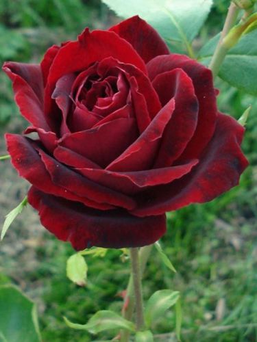  Perle Noire 