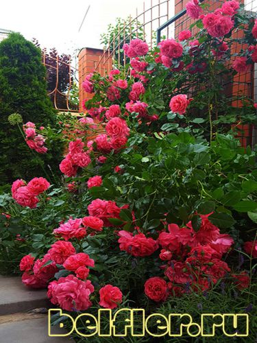  Rosarium Uetersen 10