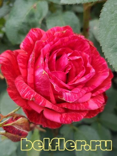  Red Intuition jpg