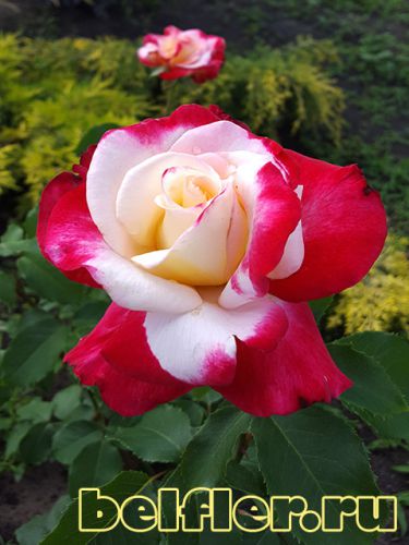  Double Delight 3