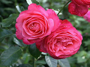 Rosanna