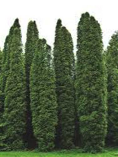   Columna