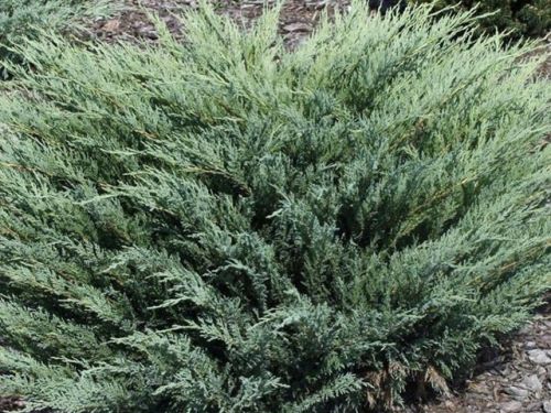   Glauca