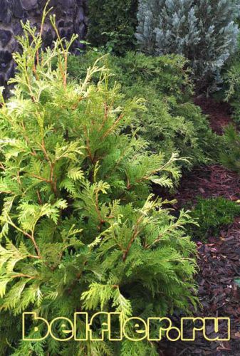   Wareana Lutescens 1