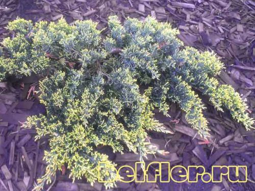   Prostrata