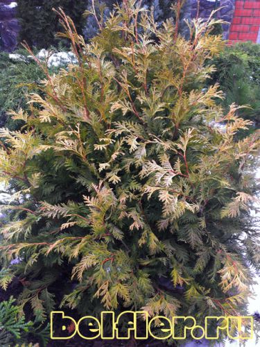 Wareana Lutescens