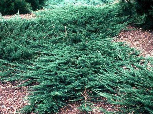   Emerald Spreader